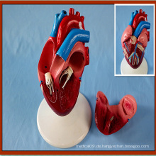 Life-Size-Herz-Modell 2-teiliges anatomisches Display-Modell